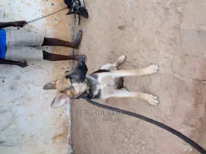 3-6 months Male Purebred German Shepherd