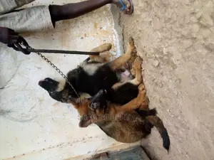 3-6 months Male Purebred German Shepherd