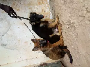 1-3 months Male Purebred German Shepherd