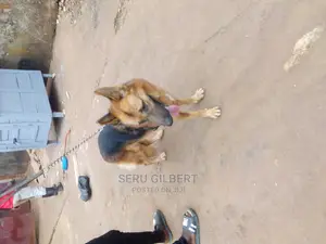 6-12 months Male Purebred German Shepherd