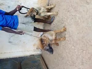 3-6 months Male Purebred German Shepherd