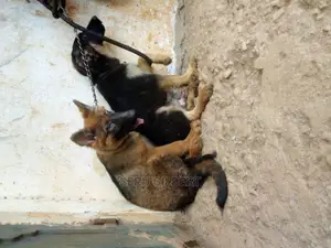 3-6 months Male Purebred German Shepherd