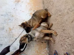 3-6 months Male Purebred German Shepherd