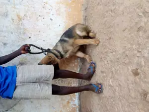 3-6 months Male Purebred German Shepherd