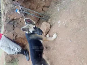 1-3 months Male Purebred German Shepherd