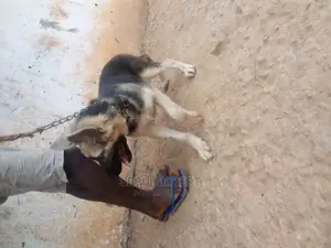 3-6 months Male Purebred German Shepherd