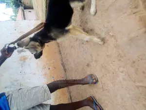 3-6 months Male Purebred German Shepherd