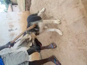 3-6 months Male Purebred German Shepherd
