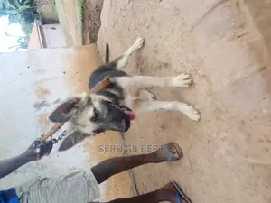 3-6 months Male Purebred German Shepherd
