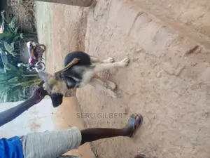 3-6 months Male Purebred German Shepherd
