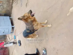 6-12 months Male Purebred German Shepherd