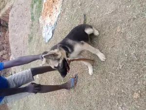 3-6 months Male Purebred German Shepherd
