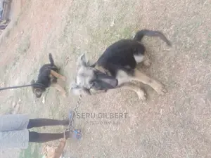 3-6 months Female Purebred German Shepherd