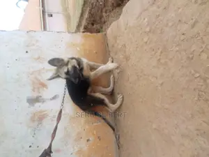3-6 months Male Purebred German Shepherd