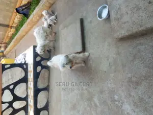 1-3 months Male Purebred Maltese
