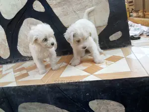 1-3 months Male Purebred Maltese