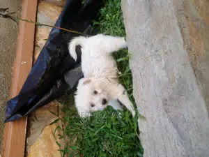 3-6 months Male Purebred Maltese