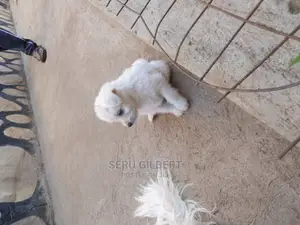 3-6 months Male Purebred Maltese