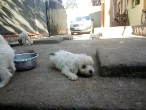 1-3 months Male Purebred Maltese