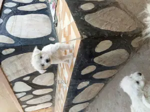 1-3 months Male Purebred Maltese