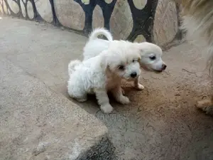 0-1 month Male Purebred Maltese