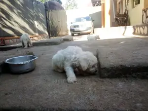 0-1 month Male Purebred Maltese
