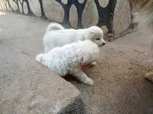1-3 months Male Purebred Maltese