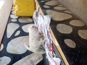 0-1 month Male Purebred Maltese