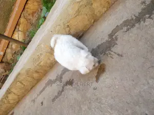 1-3 months Male Purebred Maltese