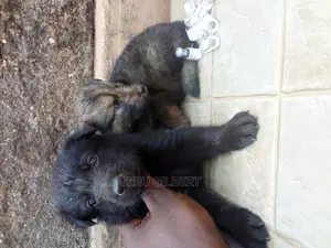 0-1 month Male Purebred German Shepherd
