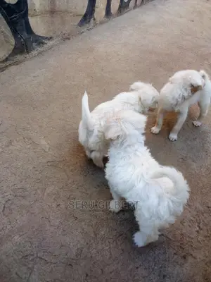 1-3 months Male Purebred Maltese