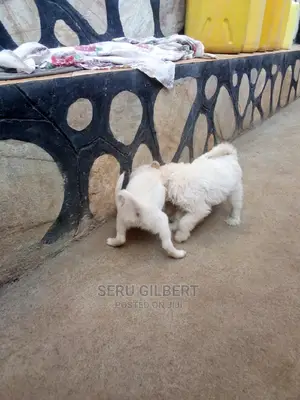 1-3 months Male Purebred Maltese