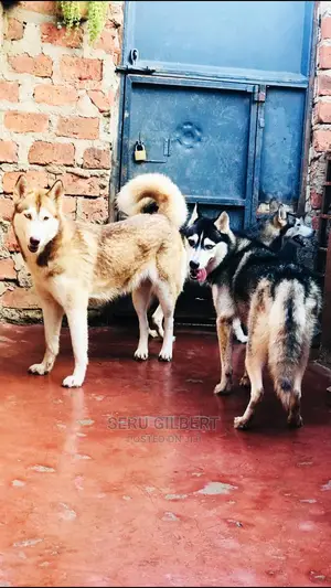 1-3 months Male Purebred Siberian Husky