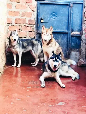 3-6 months Male Purebred Siberian Husky