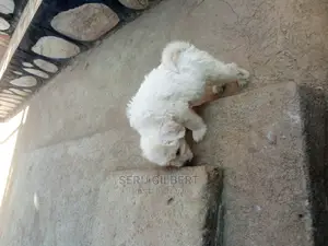 3-6 months Male Purebred Maltese