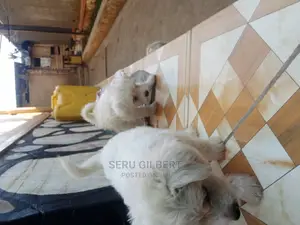 1-3 months Male Purebred Maltese
