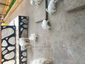 0-1 month Male Purebred Maltese