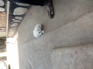 1-3 months Male Purebred Maltese