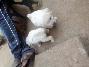 1-3 months Male Purebred Maltese