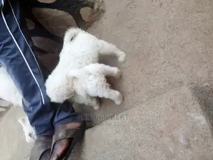 0-1 month Male Purebred Maltese