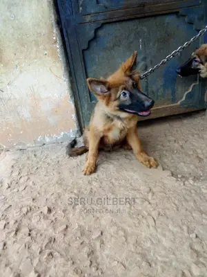 3-6 months Male Purebred German Shepherd