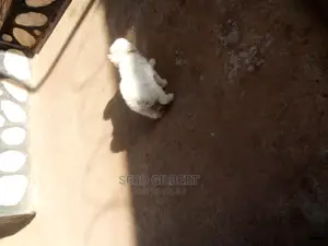 1-3 months Male Purebred Maltese