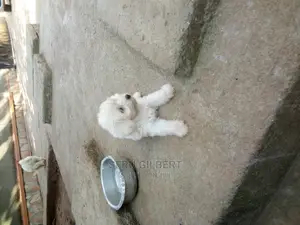 1-3 months Male Purebred Maltese