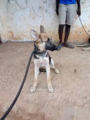 3-6 months Male Purebred German Shepherd