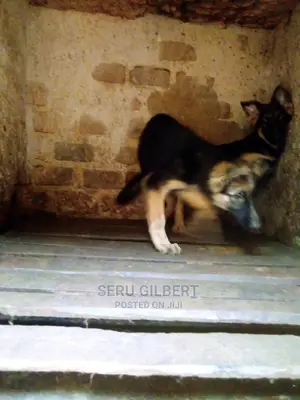 1-3 months Male Purebred German Shepherd