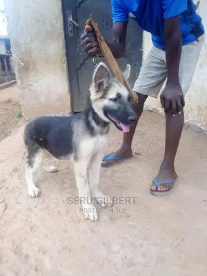 1-3 months Male Purebred German Shepherd