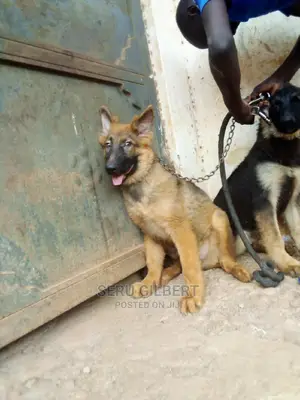 3-6 months Male Purebred German Shepherd