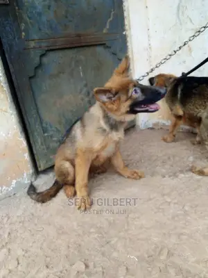3-6 months Male Purebred German Shepherd