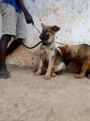 3-6 months Male Purebred German Shepherd