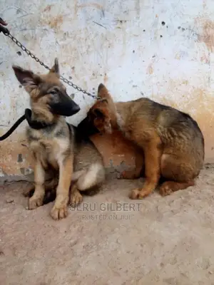 3-6 months Male Purebred German Shepherd